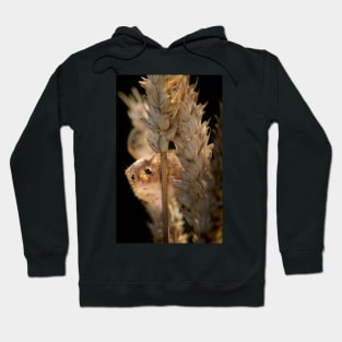 Harvest Mouse on Ear of Corn Hoodie